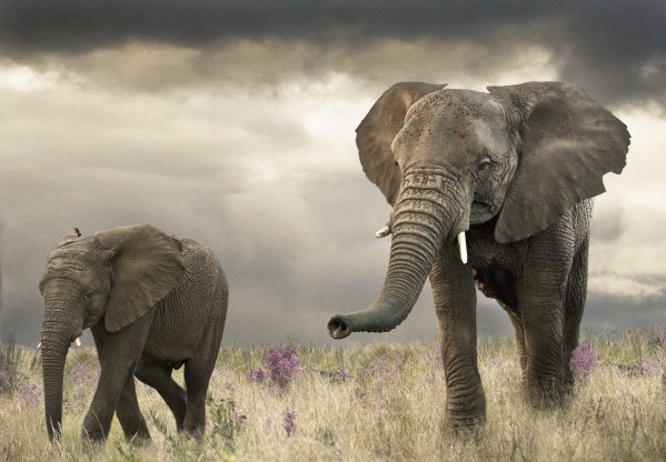 Elephant song by Photure